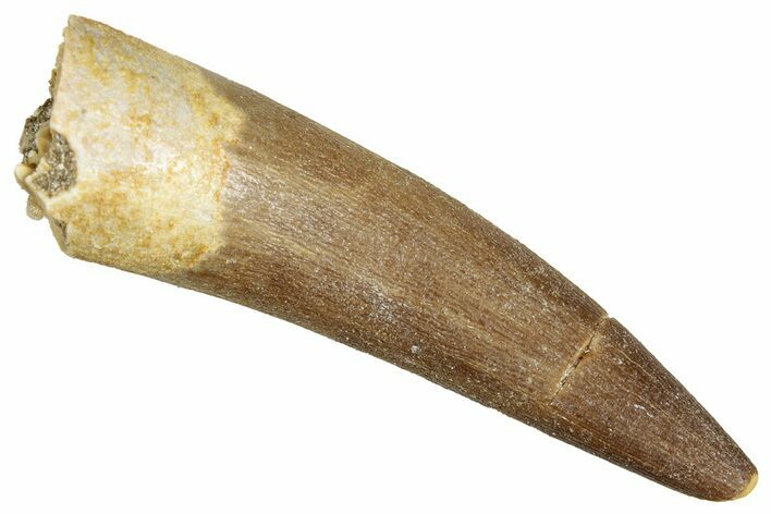 Fossil Plesiosaur (Zarafasaura) Tooth - Morocco #344255
